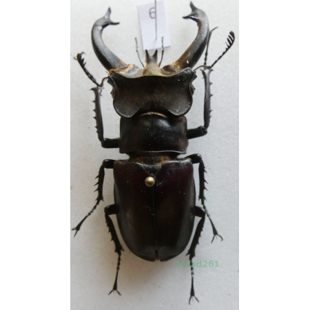 Lucanus fryi Boileau, 1911 Thailand 62mm6